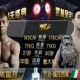 Giorgio Petrosyan vs Jiao Fukai - Full Fight Video - WLF 2016